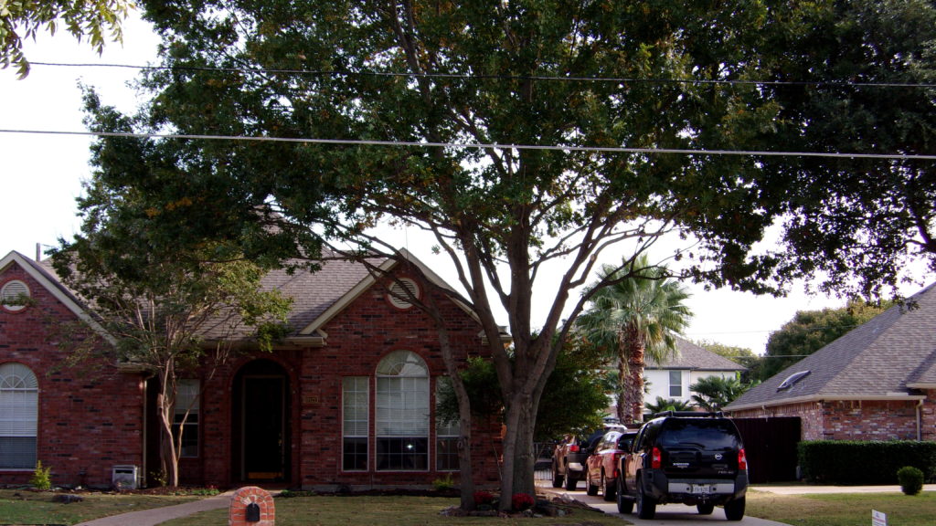Best Tree Trimming Service Company Near Plano Dallas Allen Frisco Mckinney DFW Carrollton Coppell Grapevine