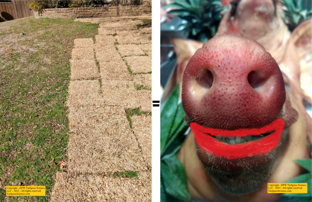 sod-installation-near-diseased-soil-weeds-equals-putting-lipstick-on-dead-pig-2023-DFW-TURFGRASS-SCIENCE-LLC.png