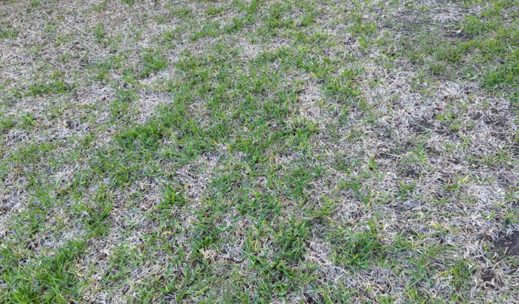 Moderate Fungus Infection St Augustine Grass Take All Patch TARR Take all Root Rot in Plano, Frisco, Dallas, Mckinney, Allen, Richardson, Lewisville TX Texas