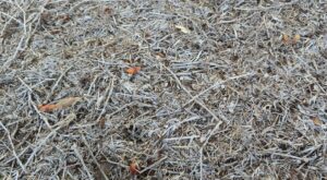 Fungus St Augustine Grass Disease Picture Identification, TARR, Take all Patch, Crown Rot, Blight in Frisco, TX - Copyright DFW Turfgrass Science - 2023