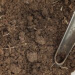 Soil-Test-Sample-Colleyville-TX-Tarrant-County-Copyright-DFW-Turfgrass-Science-2024