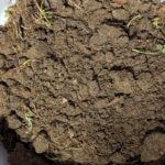 Lawn-Soil-Test-Sample-North-Ft-Worth-TX-Tarrant-County-Copyright DFW Turfgrass Science LLC-2024