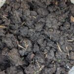 Soil Test Sample Northwest Dallas, TX -Dallas County Texas - Copyright DFW Turfgrass Science -2024