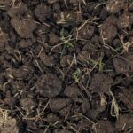 Soil Test Sample north Plano Texas -Collin County TX - Copyright DFW Turfgrass Science -2024