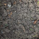Soil Test Sample downtown Ft Worth, TX -Tarrant County Texas - Copyright DFW Turfgrass Science -2024