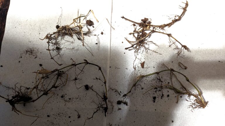 St Augustine Grass Disease Identification - Fungus TARR Take all Patch