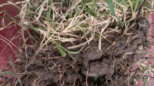 St. Augustine Insect and Fungus Disease Testing in University Park, TX, Dallas - - Copyright-DFW Turfgrass Science 2026 County - April 2026