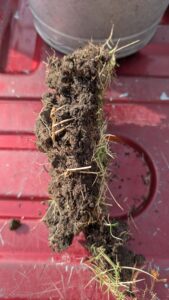 Zoysia Fungus Testing near south Arlington, TX, Tarrant County - March 2026 - Lab confirmed Take All Patch, Curvularia, Zoysia Large Patch. Copyright DFW Turfgrass Science LLC 2026.