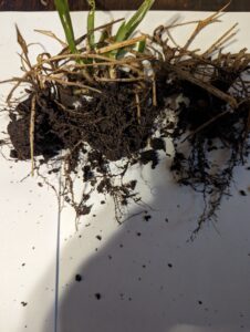 St. Augustine Disease Fungus Testing near Ft. Worth, TX, Tarrant County 2024 - Copyright-DFW Turfgrass Science LLC 2024