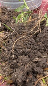 St. Augustine Fungus Disease Testing in Dallas, TX - Dallas County April 2026 - - Copyright-DFW Turfgrass Science 2026