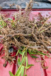 St Augustine Fungus Disease Test in Midlothian, TX - Ellis County May 2026 - - Copyright-DFW Turfgrass Science 2026
