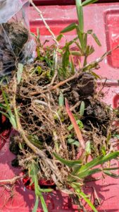 St. Augustine Fungus Disease Test North-Dallas, TX - Dallas County April 2026 - - Copyright-DFW Turfgrass Science 2026