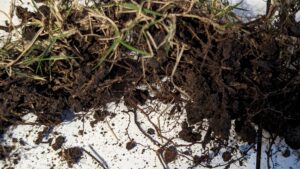 Zoysia Disease Fungus Lab Test Plano, TX, Collin County - 2024 - Copyright DFW Turfgrass Science LLC 2024