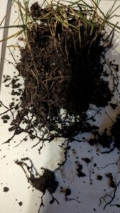 Zoysia Disease Fungus Lab Test near Flower mound TX, Denton County 2024 - Copyright DFW Turfgrass Science 2024