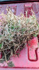 Palisades Zoysia Insect & Disease Testing Fungus near Carrollton, TX, Dallas County - April 2026 - Copyright DFW Turfgrass Science LLC 2026