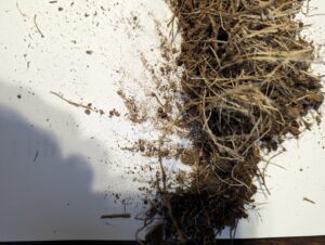 Zoysia Fungal Disease Lab Test near west Frisco, TX, Denton County 2024 - Copyright DFW Turfgrass Science LLC 2024