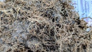 Zoysia Fungus Disease Testing near Frisco TX -Collin County - Copyright DFW Turfgrass Science LLC 2026